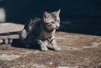 Cat looking away