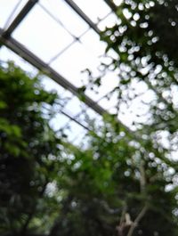 Close-up low angle view of tree against sky