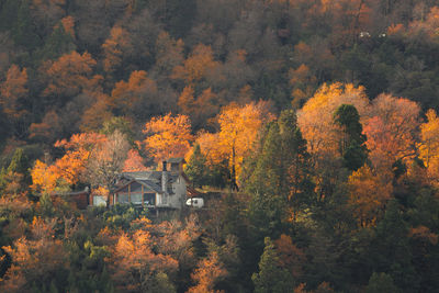 Trees in forest