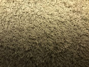 Full frame shot of lizard