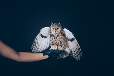 Owl perching on human hand against black background