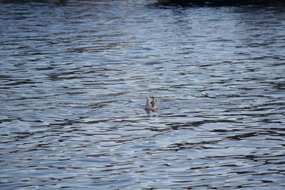 Swan swimming in lake