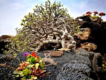 Close-up of plant against rock