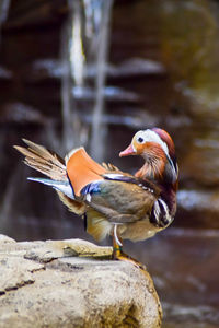 Close-up of bird perching on water