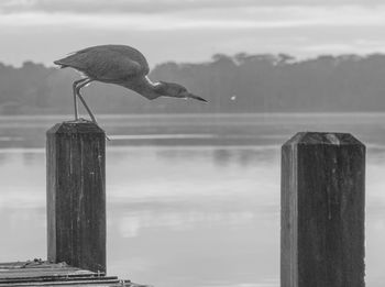 Close-up of heron perching on wooden post by sea against sky