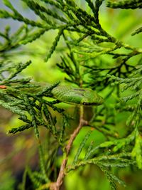 Close-up of insect on plant