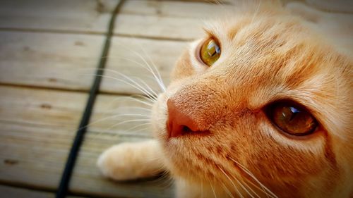 Close-up portrait of cat