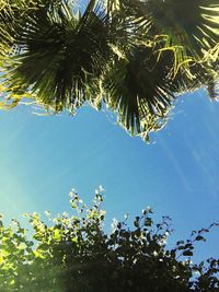 Low angle view of palm tree against blue sky