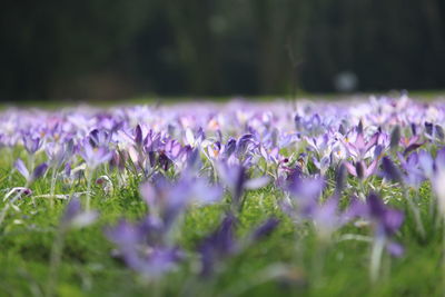 Close-up of purple crocus flowers on field