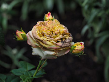 Close-up of wilted rose