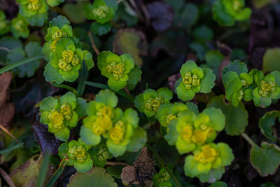 High angle view of flowering plant