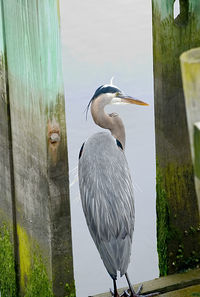 View of bird perching on wooden post