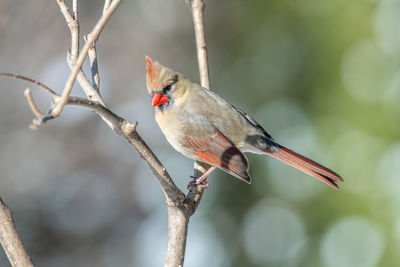 Close-up of bird perching on branch