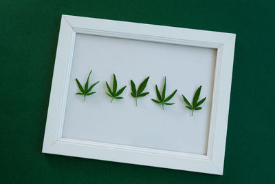 High angle view of plant on table against wall