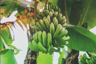 Low angle view of bananas growing on tree