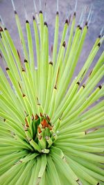 Close-up of plant