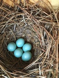 High angle view of robin eggs in nest