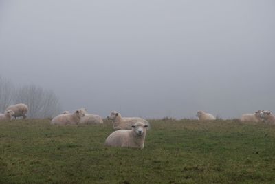 Sheep in a field