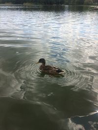 High angle view of duck swimming in lake