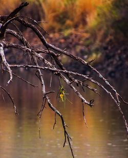 Close-up of autumn leaves growing on branch