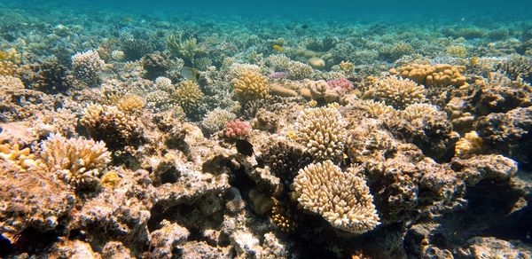 View of coral in sea