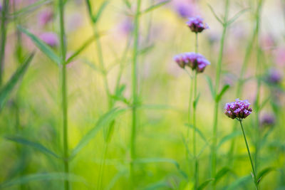 Verbena, aka vervain, flowers blurred in beautiful bokeh. summer blooming. shallow depth of field.