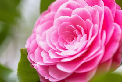 Close-up of pink dahlia