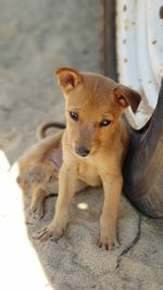 High angle portrait of dog relaxing outdoors