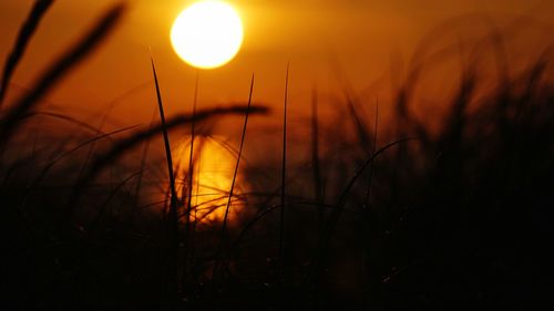 Close-up of silhouette plants on field against orange sky