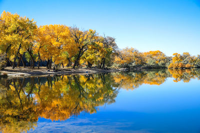 Cottonwood tree by corn lake, grand junction colorado landscape