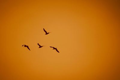 Low angle view of silhouette birds flying in clear orange sky