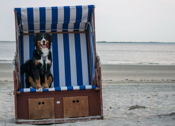 Dog sitting on the beach