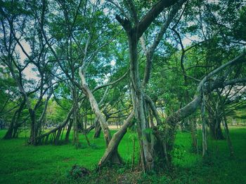 Trees in forest