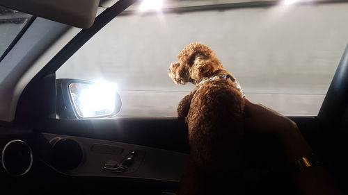 Dog sitting in car