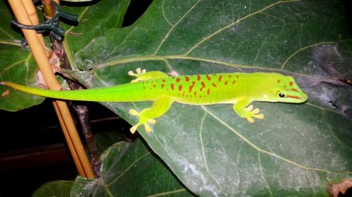 Close-up of lizard