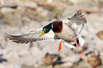 Full length of mallard duck flying 