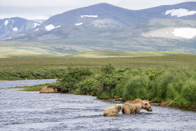 Brown bear with cub in shallow river with amazing landscape in background