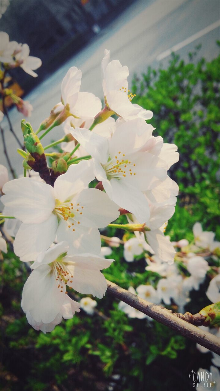 flower, freshness, fragility, petal, white color, growth, flower head, beauty in nature, blooming, focus on foreground, nature, close-up, in bloom, blossom, tree, cherry blossom, pollen, stamen, plant, day