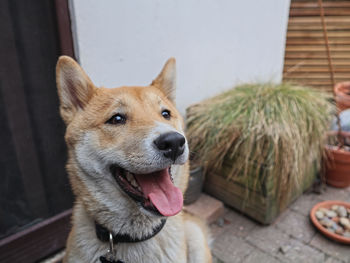 Close-up of dog