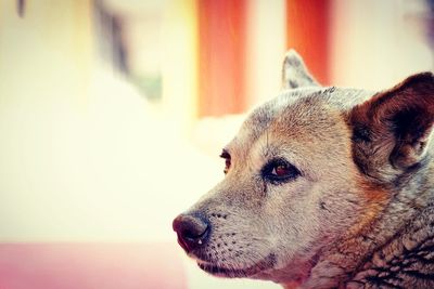 Close-up of dog looking away