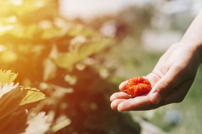 Close-up of hand holding strawberry