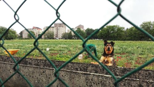 Dog seen through chainlink fence