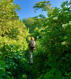 Rear view of woman walking on a small footpath between lush green bushes