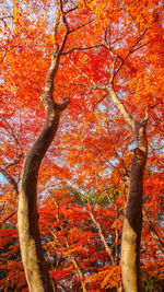 Low angle view of autumnal tree