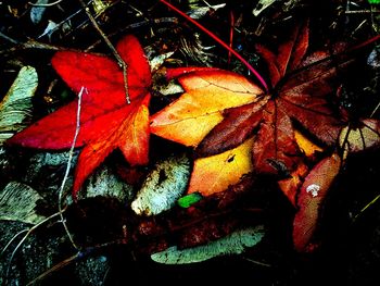 Full frame shot of dry maple leaves on field