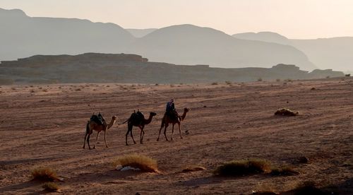 Scenic view of desert