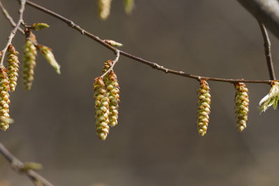 Close-up of flower buds hanging on twig