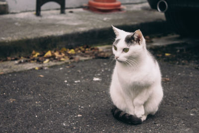 Close-up of cat