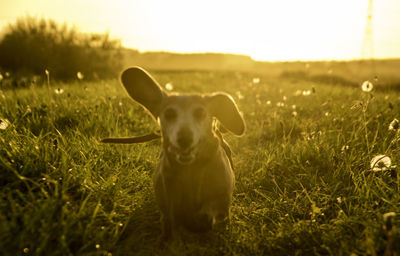 Portrait of dog on field