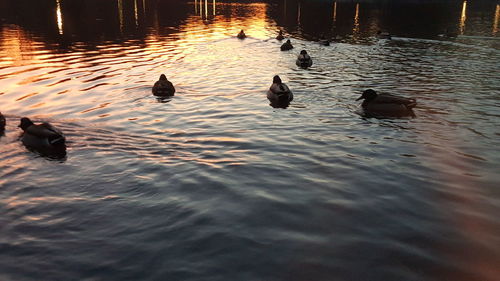 Swans swimming in lake